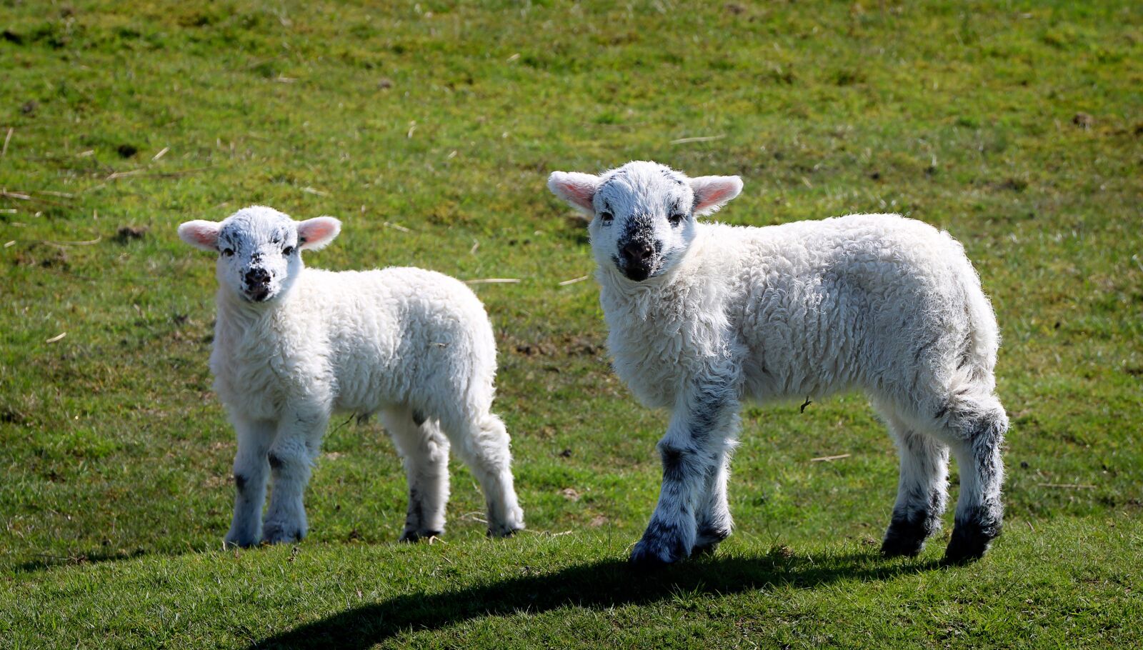 Canon EOS 1300D (EOS Rebel T6 / EOS Kiss X80) sample photo. Sheep, lamb, good photography