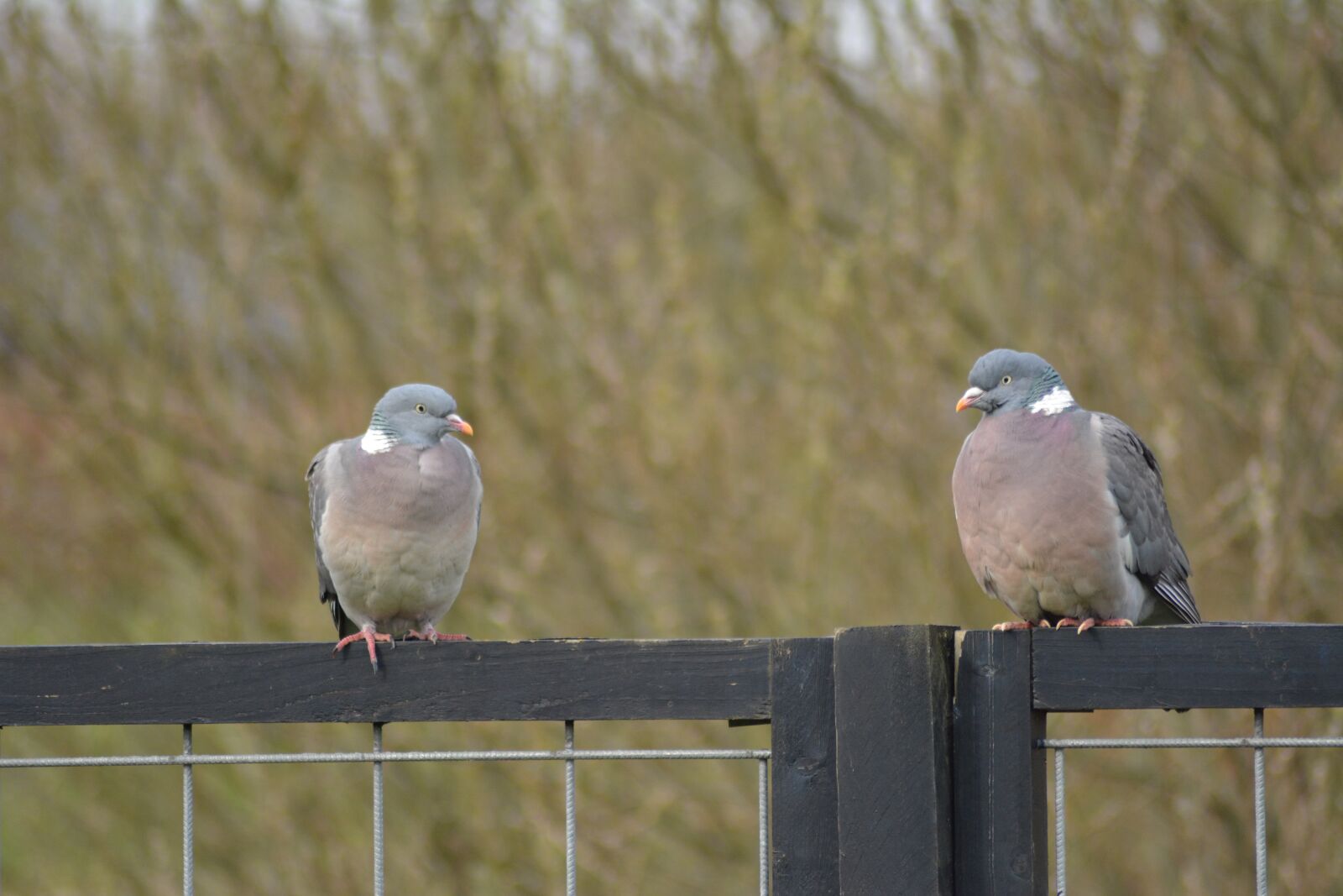 Nikon D5200 sample photo. Pigeons, birds, natural photography