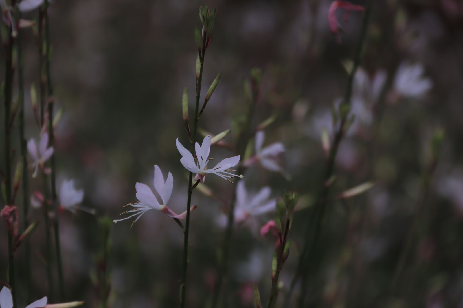 Canon EOS 800D (EOS Rebel T7i / EOS Kiss X9i) sample photo. Flowers, summer, spring photography