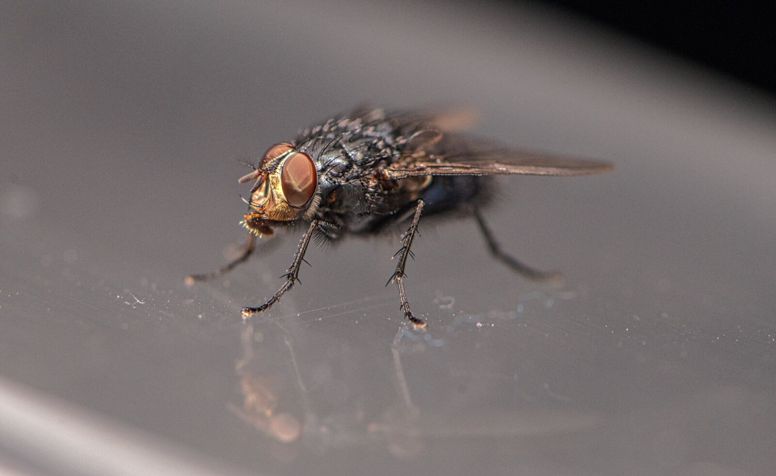 Nikon D800 sample photo. Fly, insect, bug photography