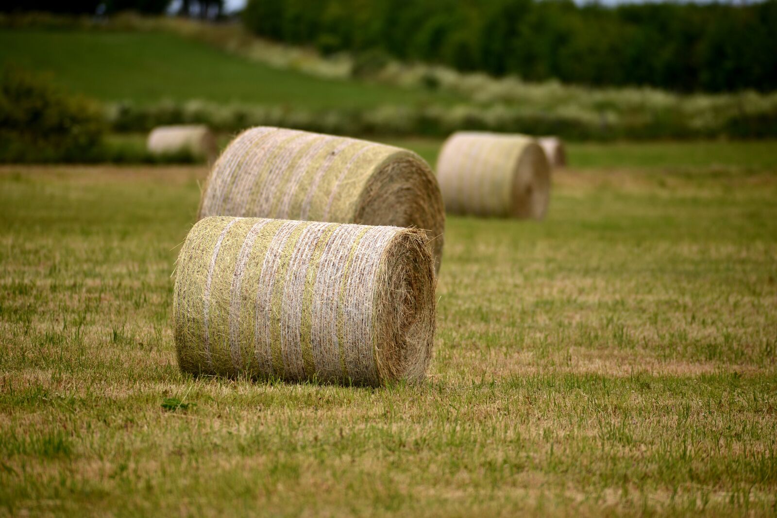 Nikon D600 sample photo. Hay bales, forage, pasture photography