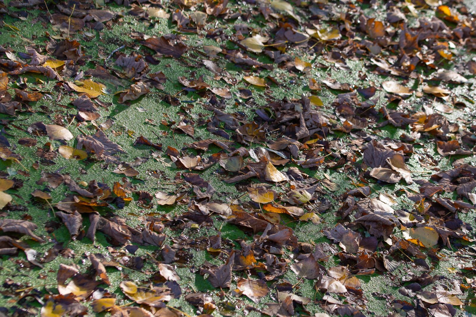 Canon EOS 6D Mark II sample photo. Sheet, leaves, ditch photography