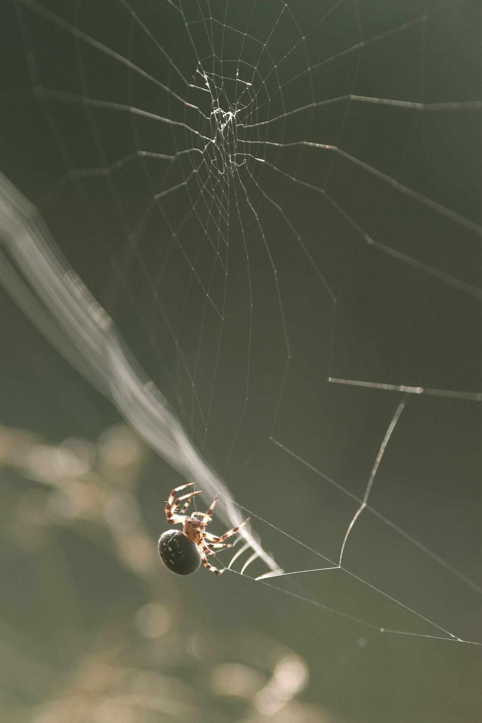 Canon EOS D60 sample photo. Spider, nature, web photography