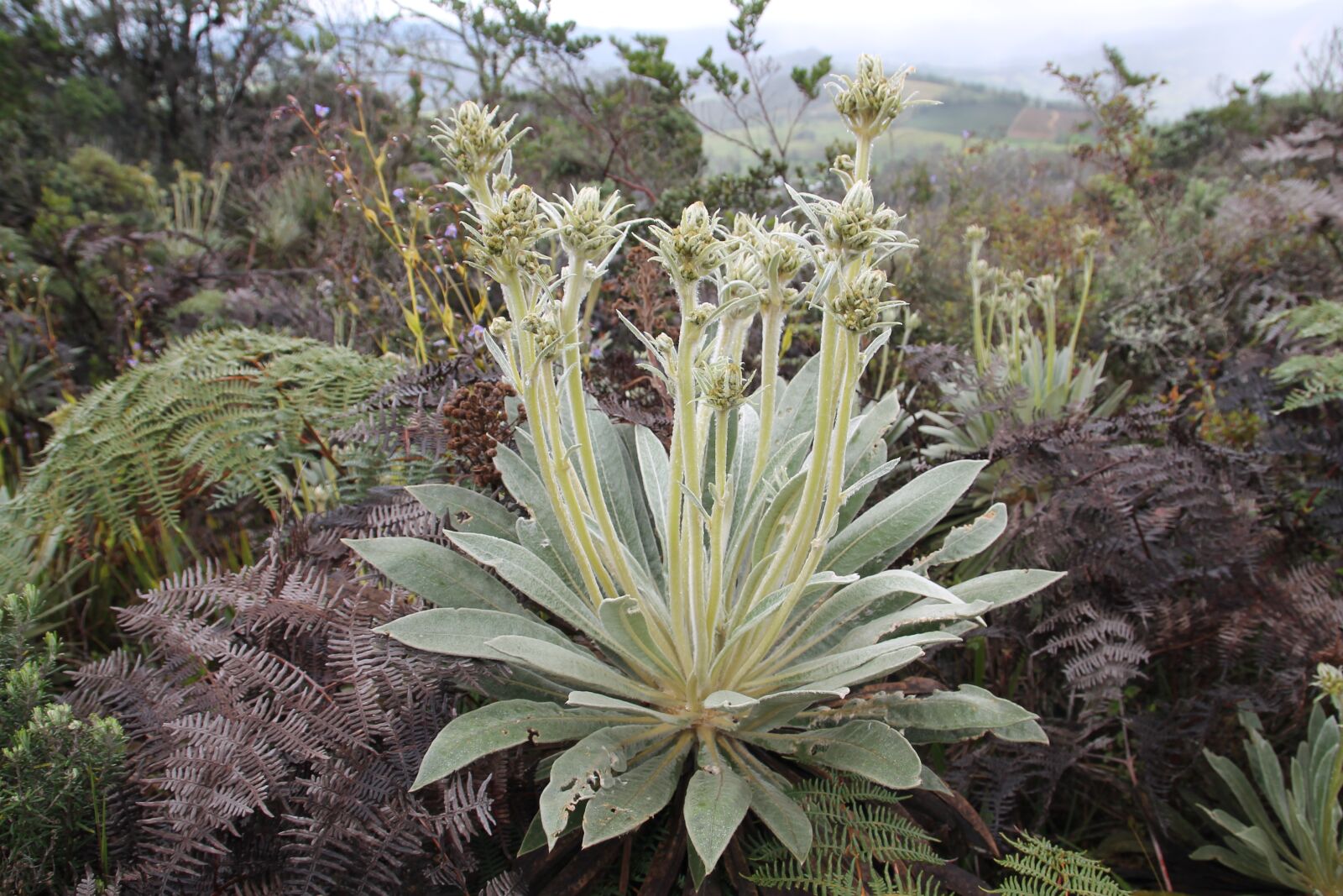 Canon EOS 1100D (EOS Rebel T3 / EOS Kiss X50) sample photo. Naturaleza, colombia, paramo photography