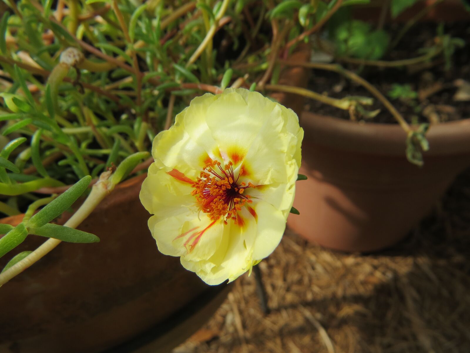 Canon PowerShot SX50 HS sample photo. Flower, yellow, bloom photography