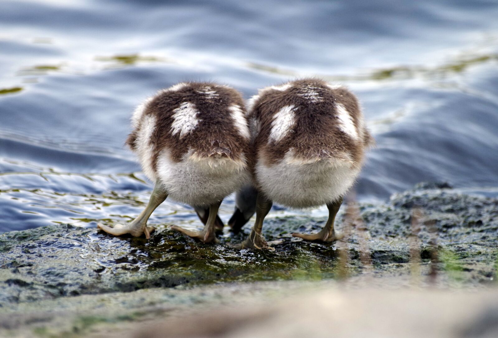 Pentax K-30 sample photo. Goslings, ducklings, nilgans photography