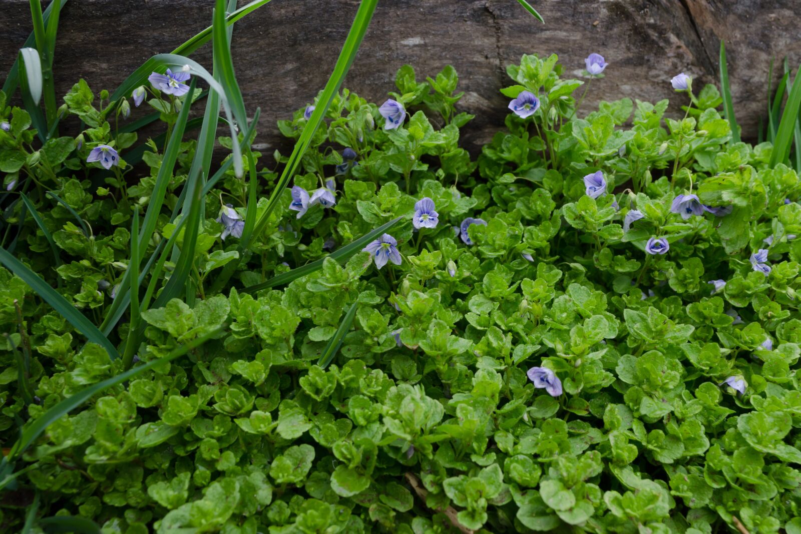Nikon D5100 sample photo. Grass, spring, flowers photography