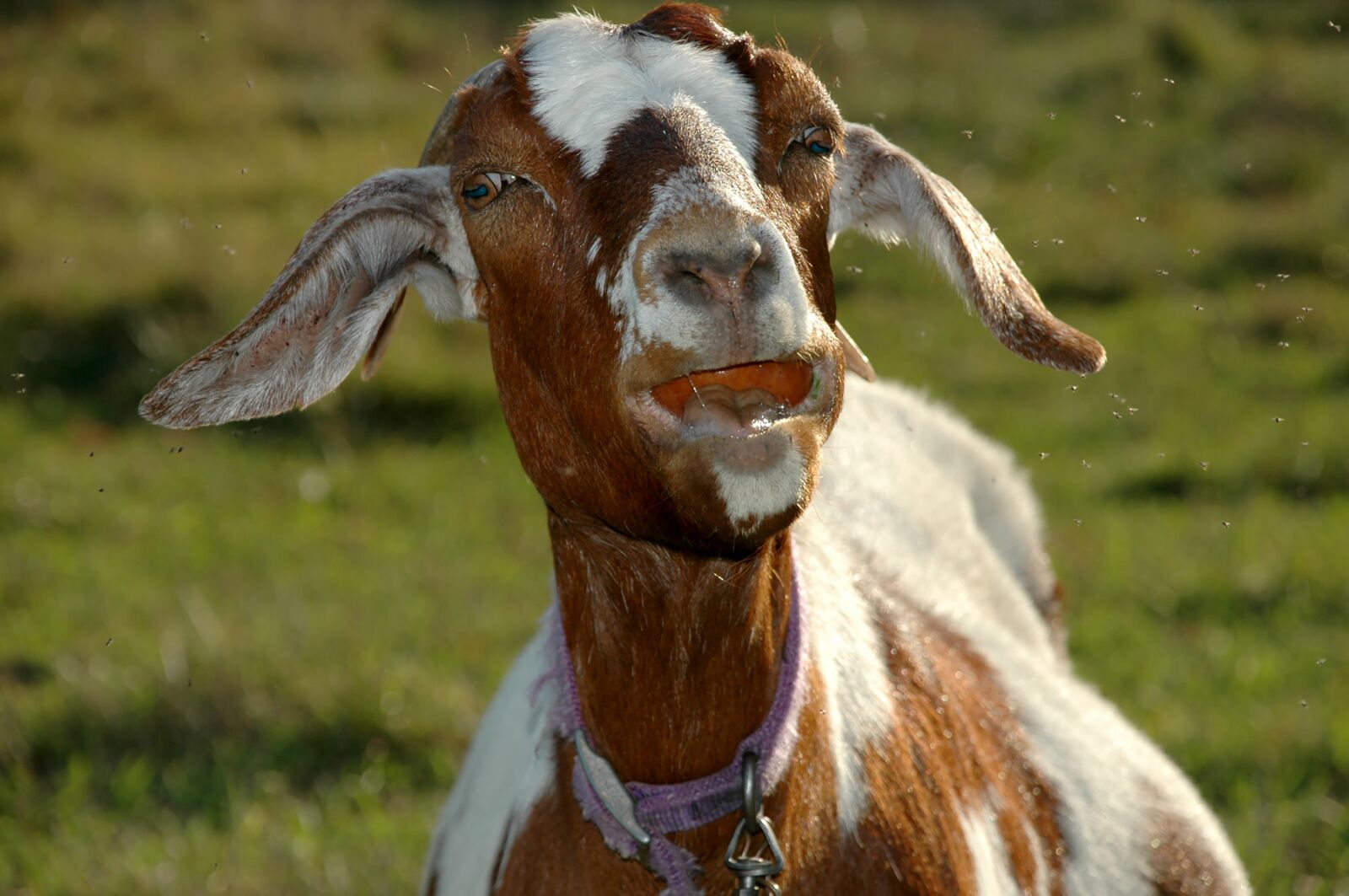 Nikon D70 sample photo. Goat, goat with apple photography