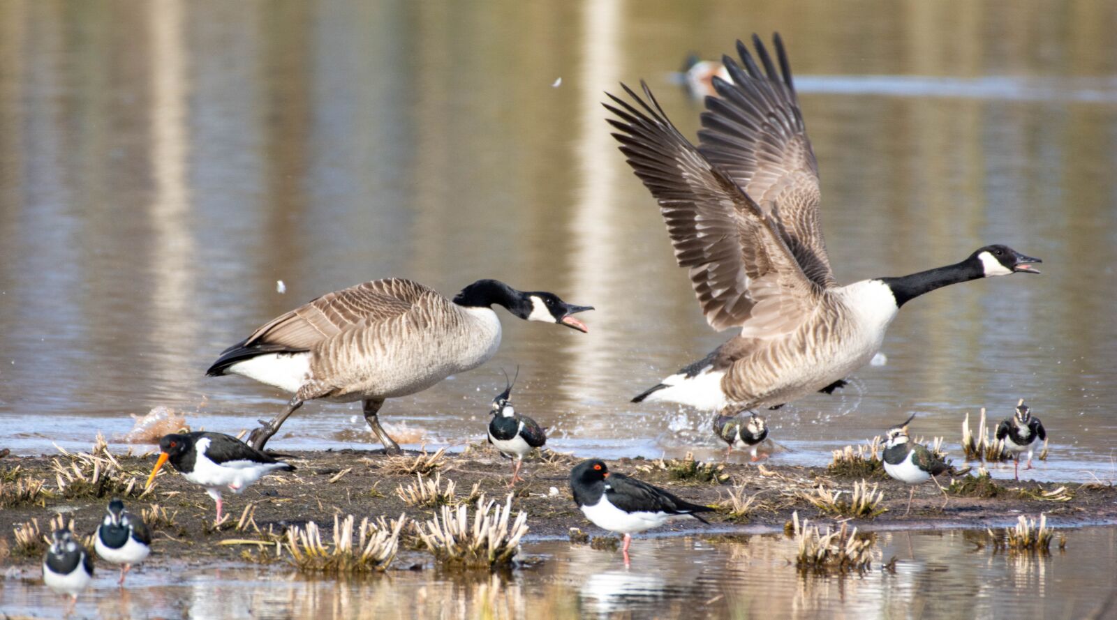Nikon D7100 sample photo. Geese, bird, nature photography