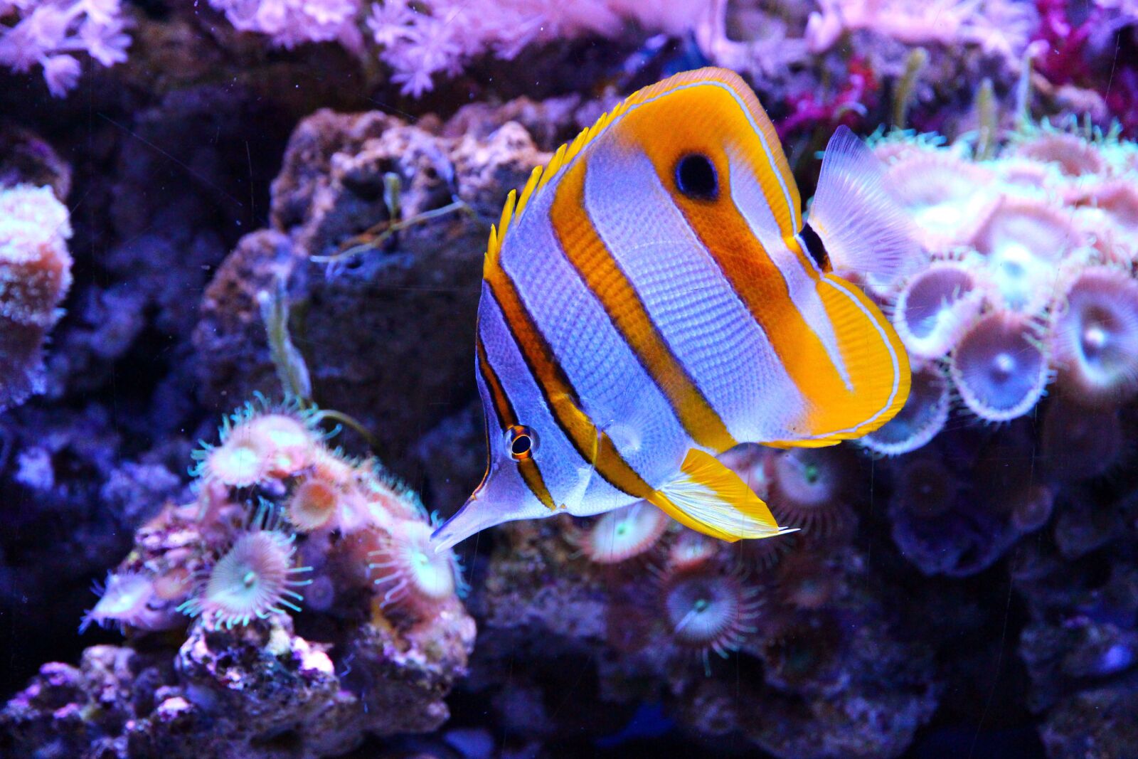 Canon EOS 650D (EOS Rebel T4i / EOS Kiss X6i) sample photo. Butterfly fish, fish, chelmon photography
