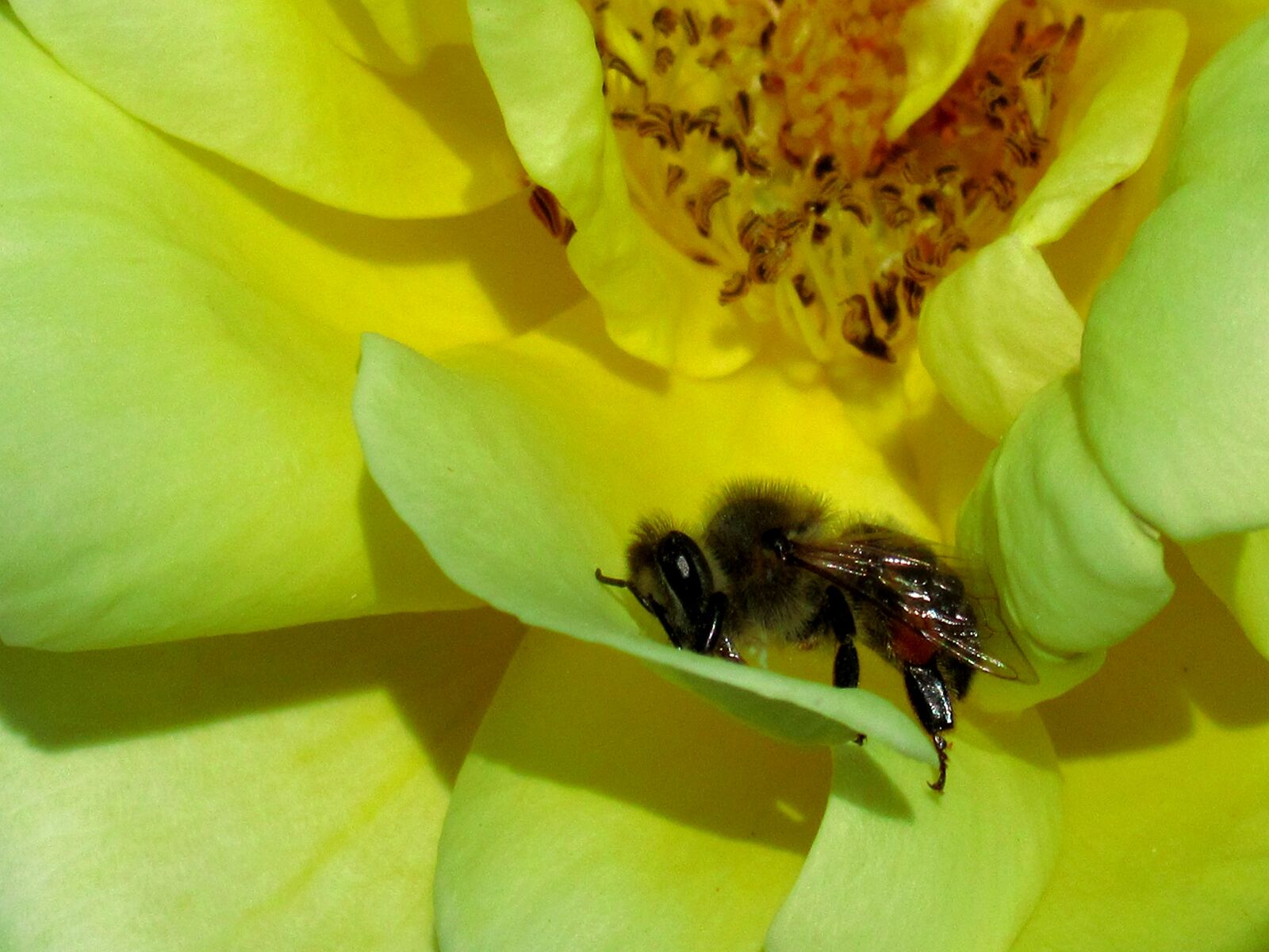 Canon PowerShot SX620 HS sample photo. Bee, insect, flower photography