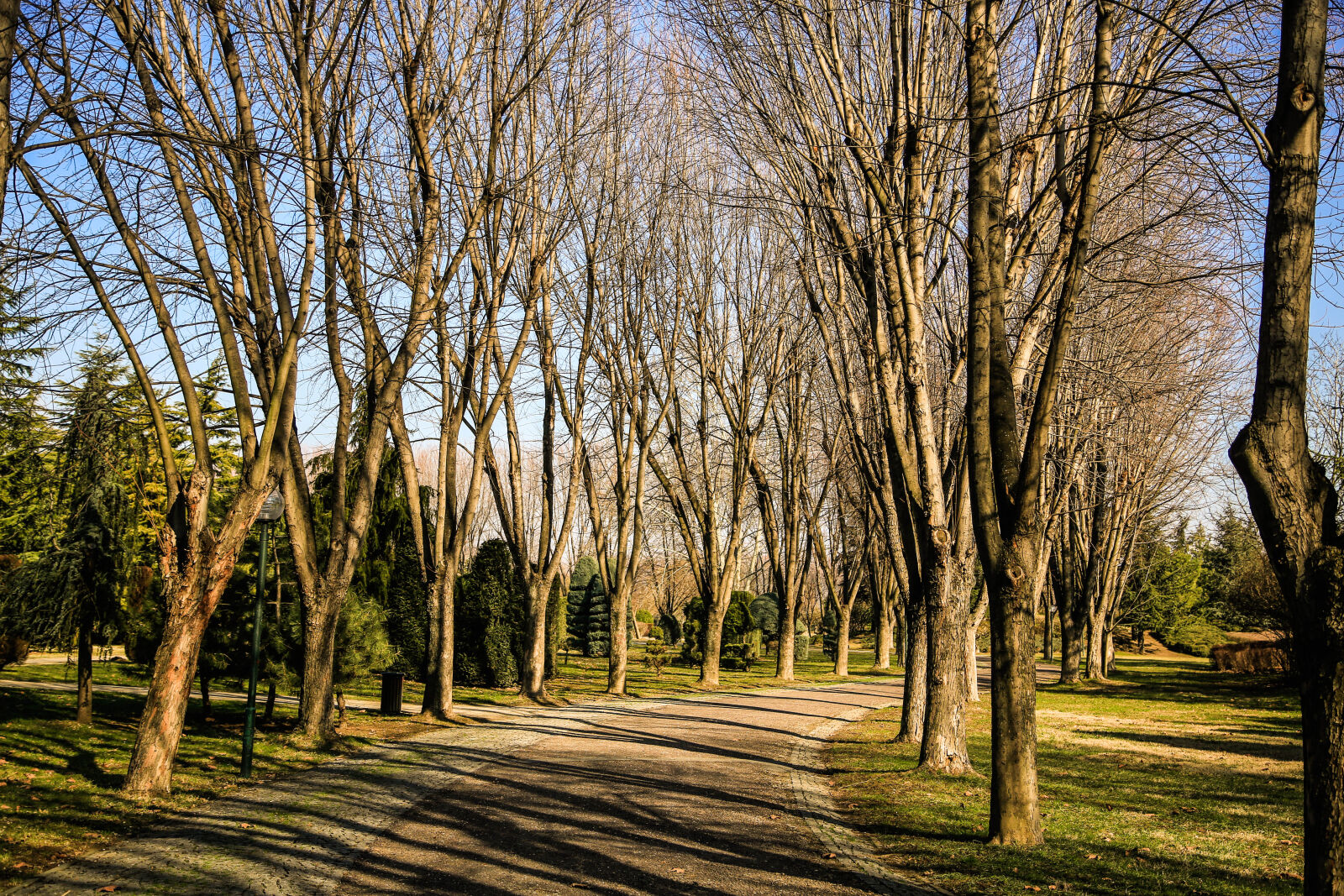 Canon EF 24-105mm F4L IS USM sample photo. Trees, winter, nature, park photography