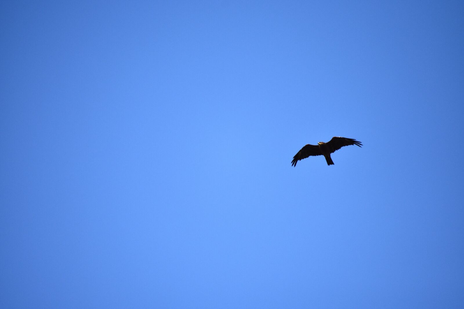 Nikon D3400 sample photo. Sky, blue, kite photography