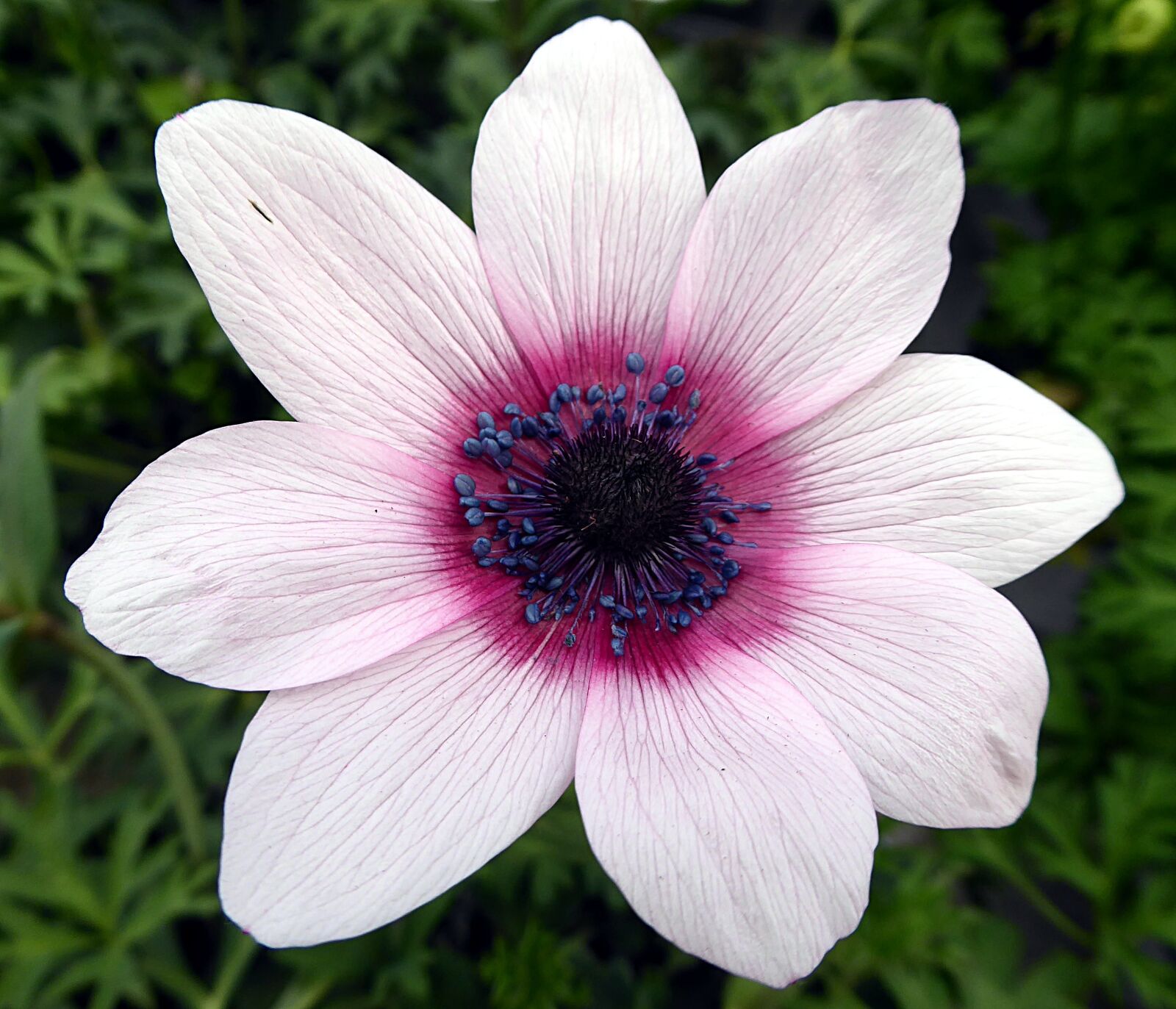 Panasonic Lumix DMC-ZS50 (Lumix DMC-TZ70) sample photo. Flower, anemone, ranunculaceae photography