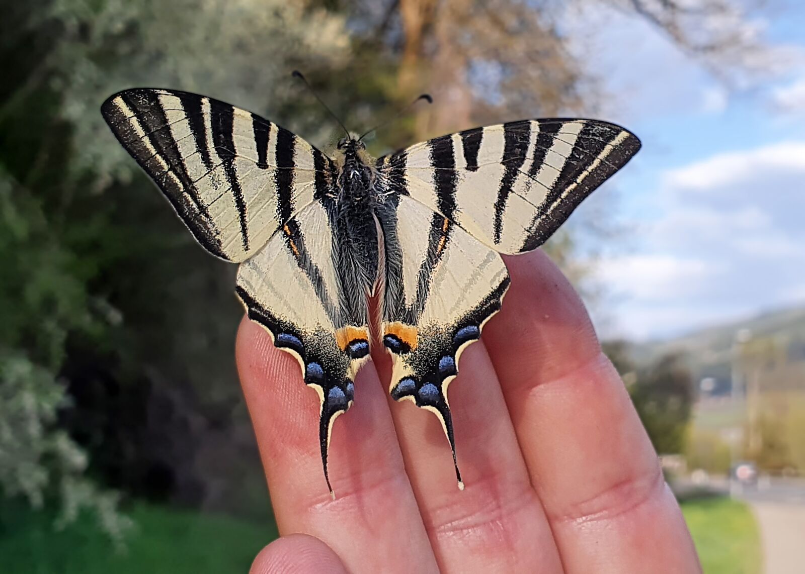 Samsung Galaxy S10 sample photo. Scarce swallowtail, butterfly, insect photography