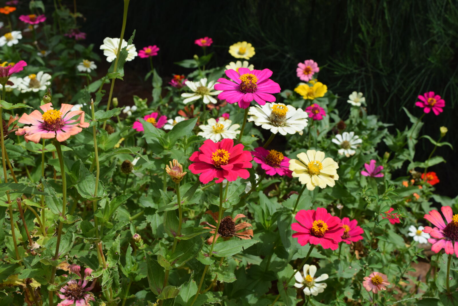 Nikon D3300 sample photo. Flowers, india, wildflowers photography