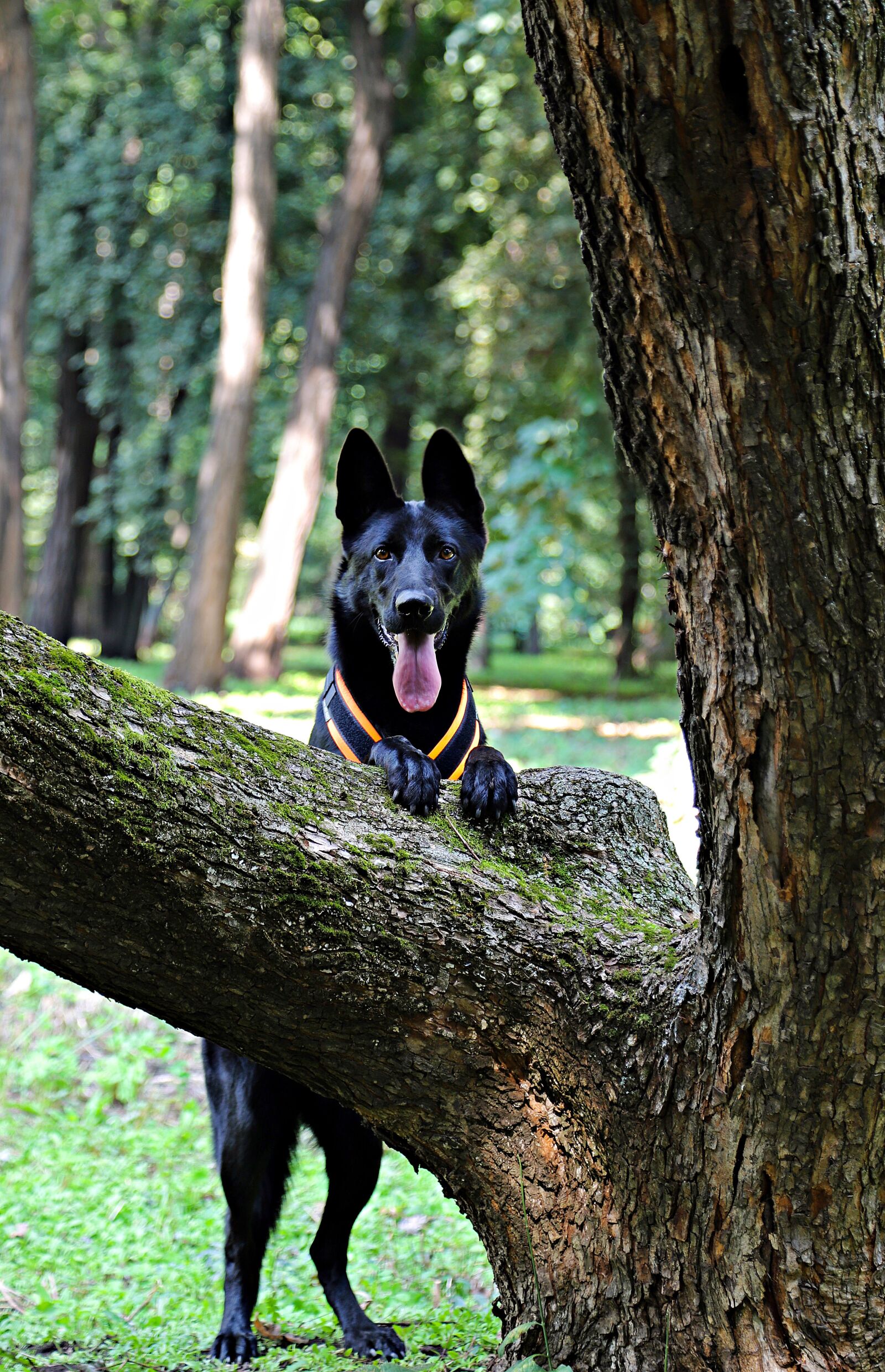 Canon EOS 6D Mark II sample photo. Black german shepherd, dog photography