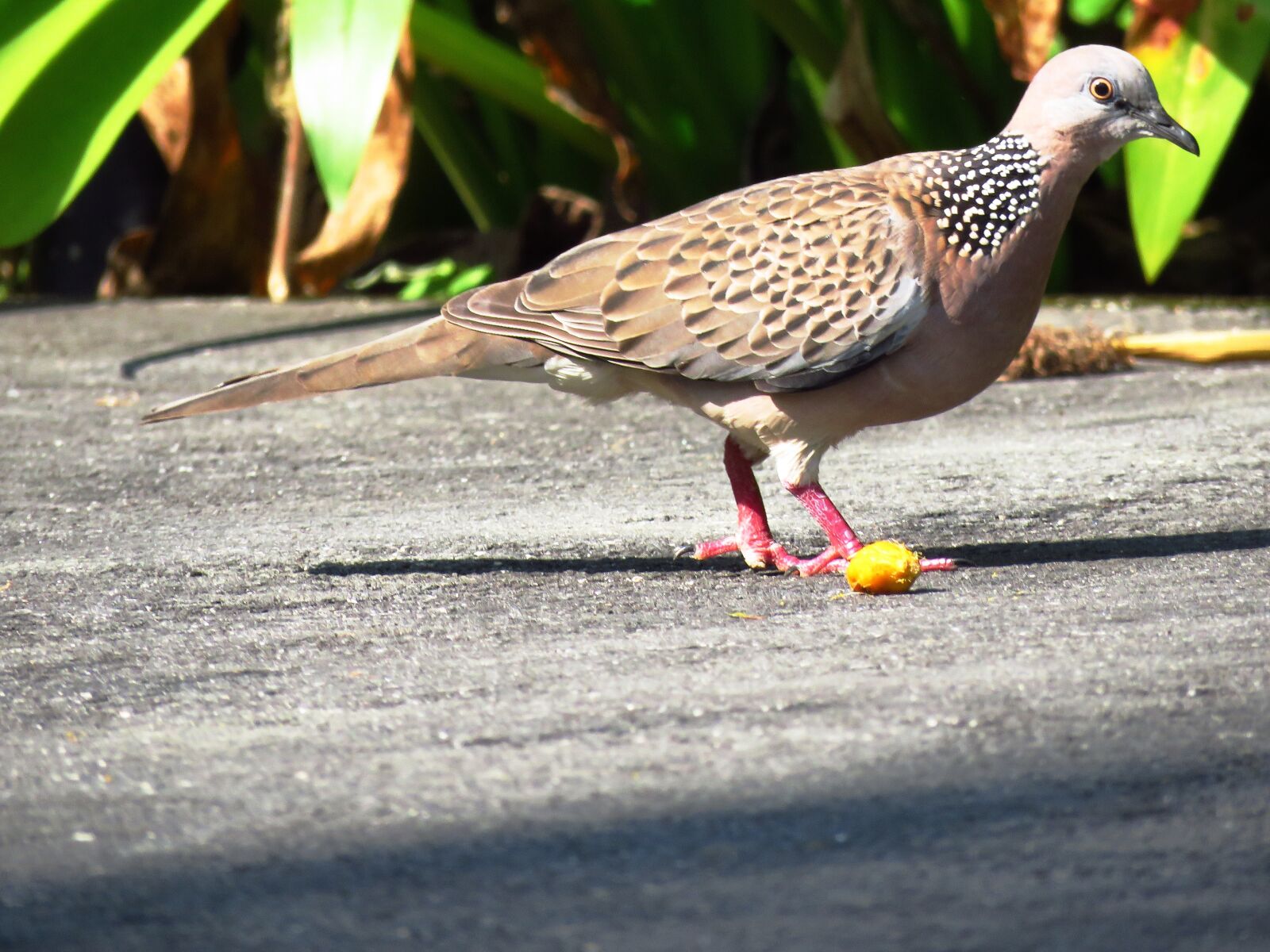 Canon PowerShot SX60 HS sample photo. Dove, spotted dove, pigeon photography