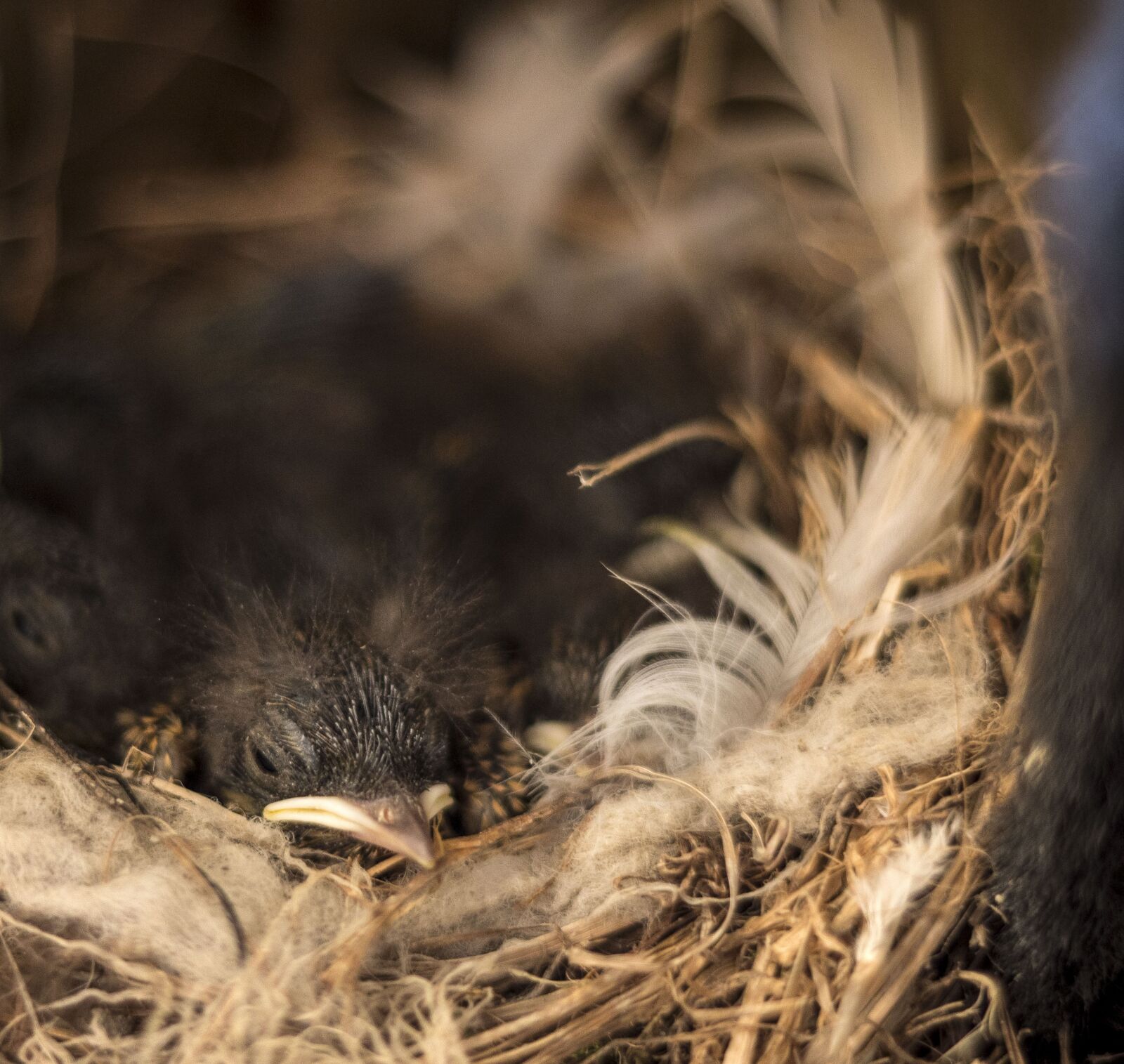 Canon EOS 1300D (EOS Rebel T6 / EOS Kiss X80) + Canon EF 50mm F1.8 STM sample photo. Bird, chick, nest photography