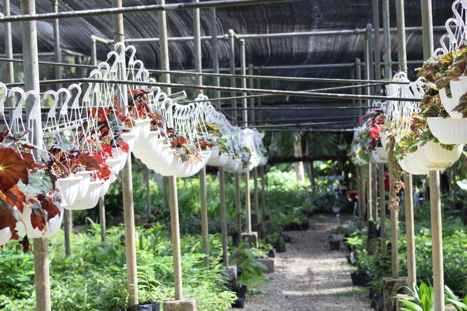 Canon EOS 1300D (EOS Rebel T6 / EOS Kiss X80) sample photo. Plants, plant nursery, flower photography