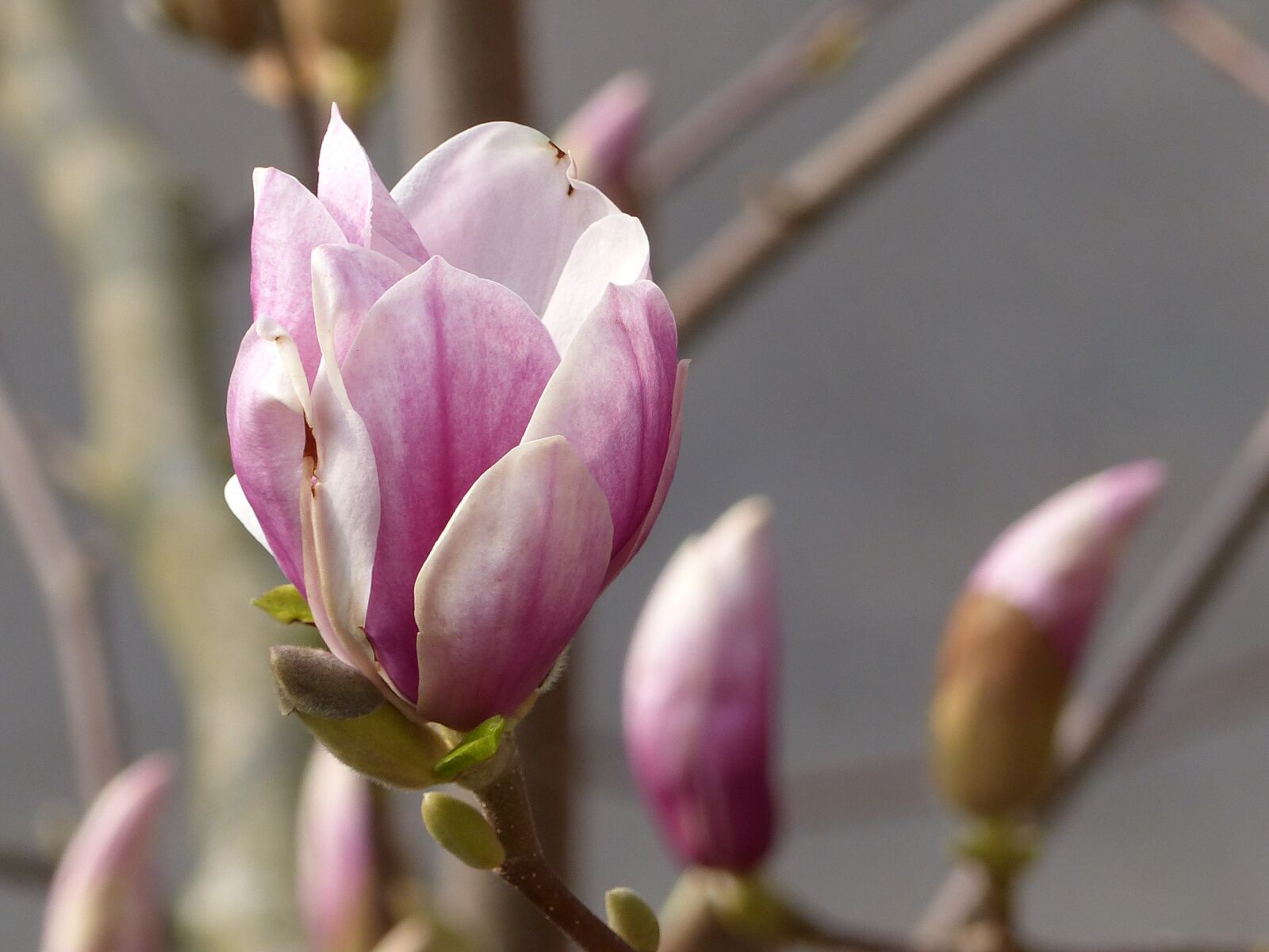 Panasonic Lumix DMC-FZ200 sample photo. Blossom, bloom, magnolia photography