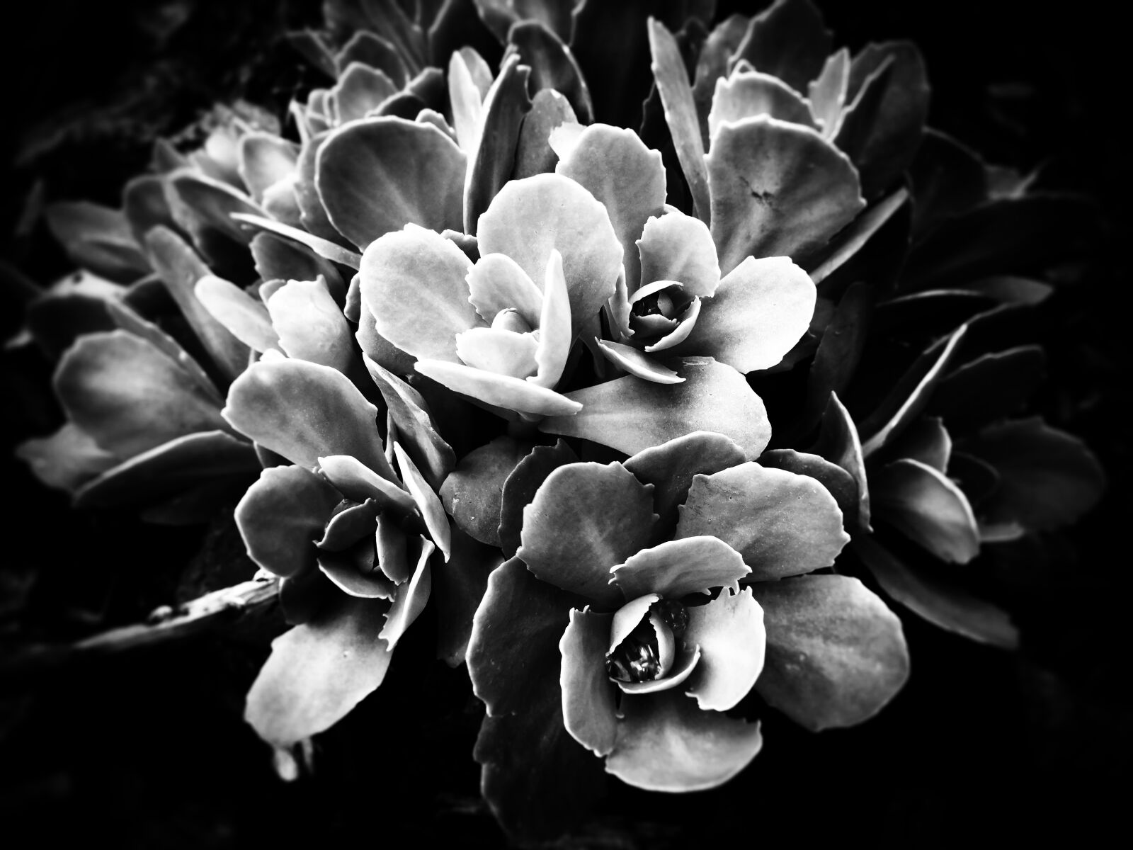 HUAWEI P10 sample photo. Sedum, telephicum, l photography