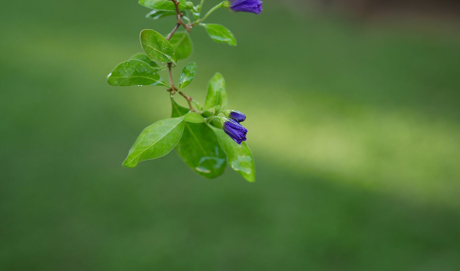 Panasonic Lumix DMC-GH4 sample photo. Leaf, flora, nature photography