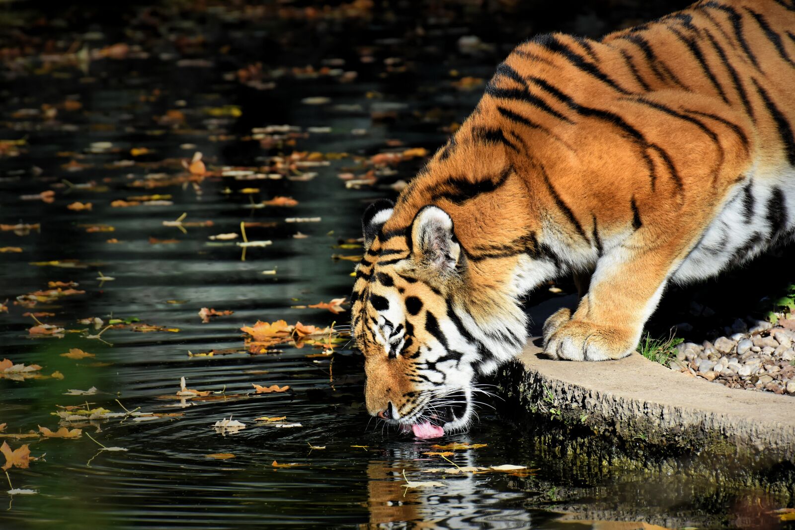 Nikon D7200 sample photo. Tiger, predator, drink photography