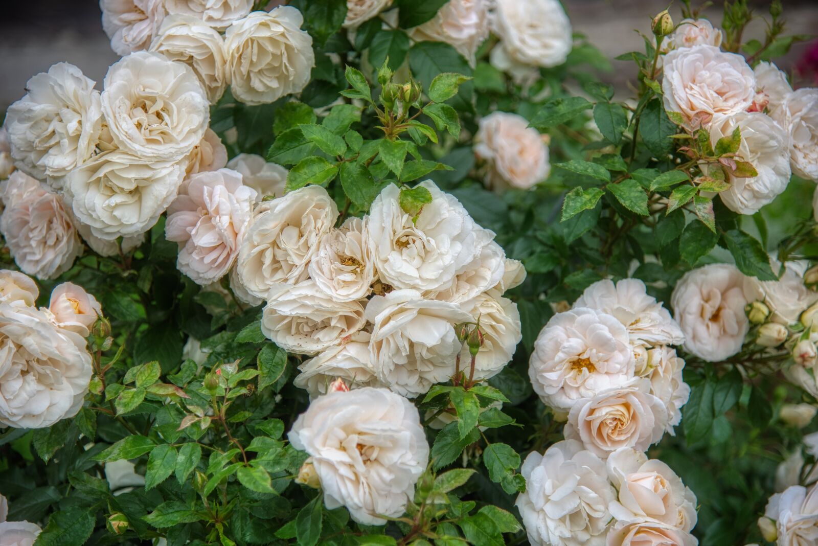 Nikon D750 sample photo. Rose bush, rosebush, rose photography