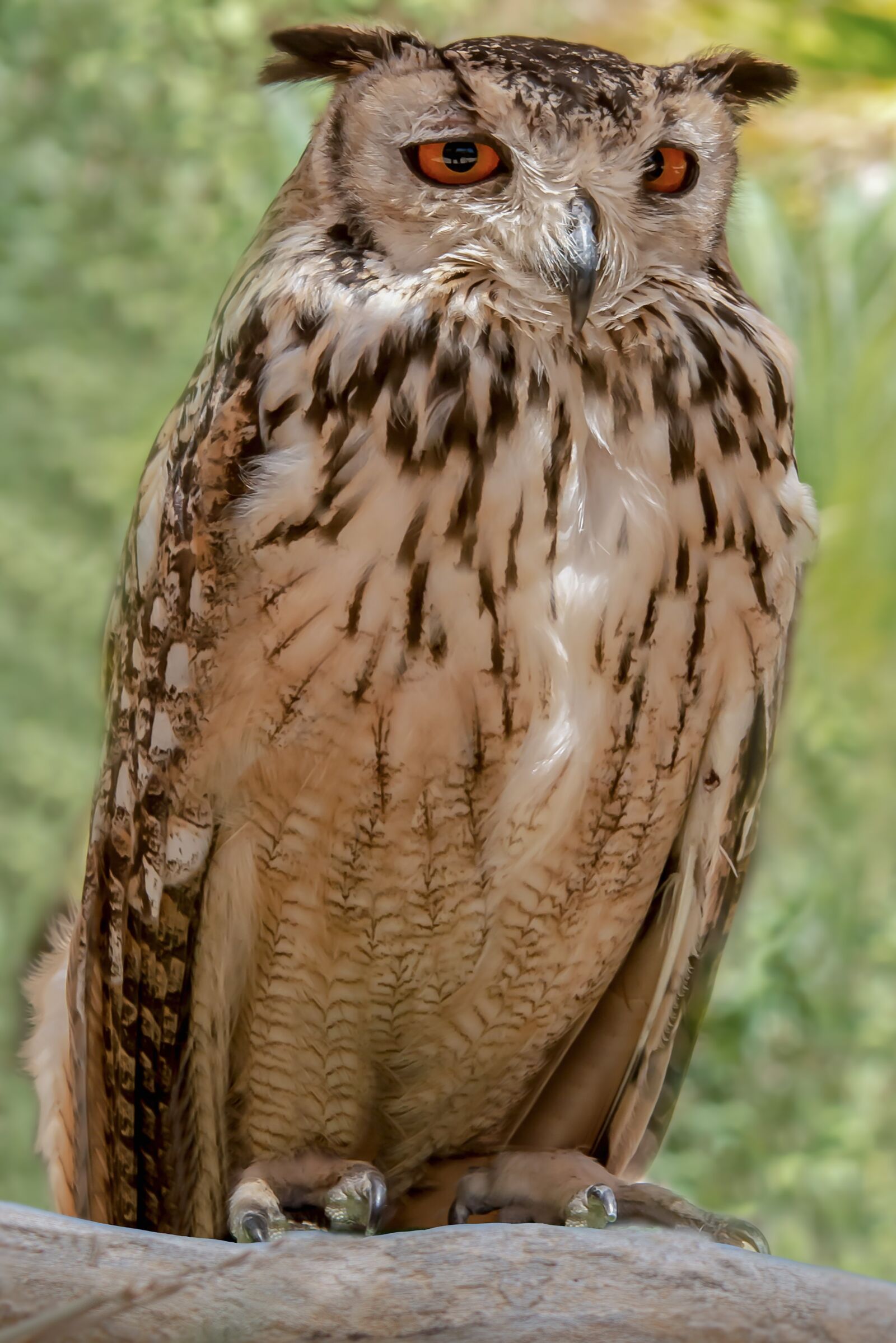 Nikon D3200 sample photo. Raptor, owl, bird photography
