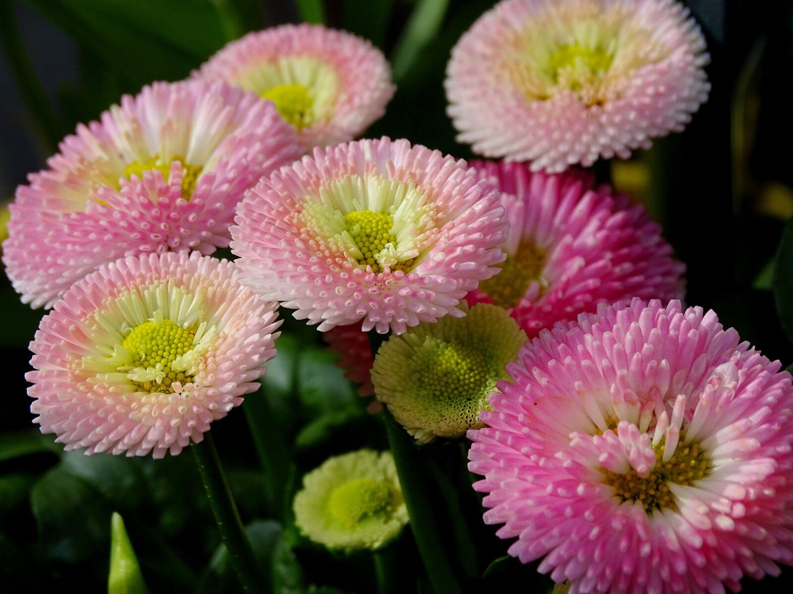 Sony Cyber-shot DSC-HX400V sample photo. Bellis, culture daisy, composites photography