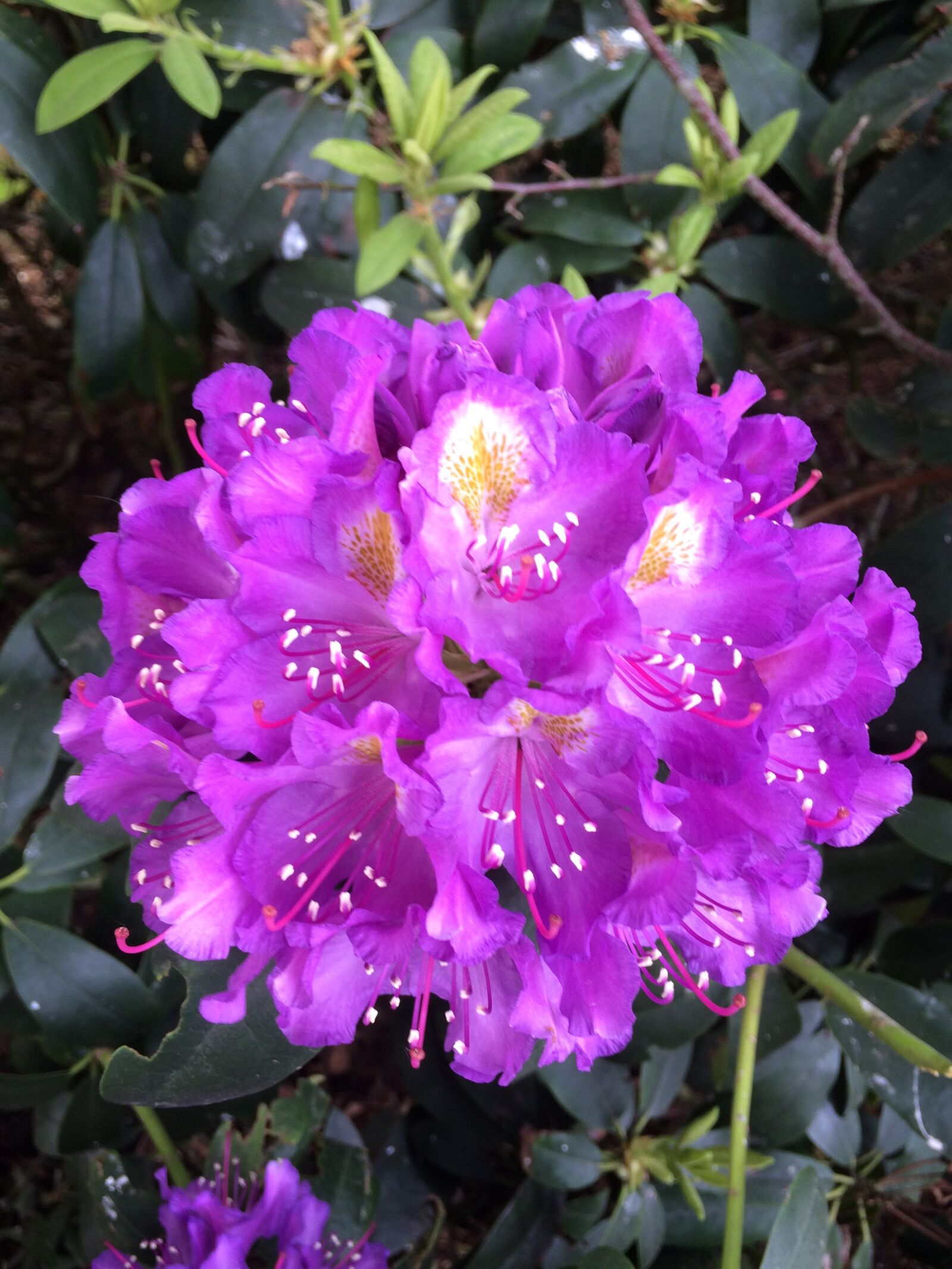 Apple iPhone 5s sample photo. Flower, plant, purple photography