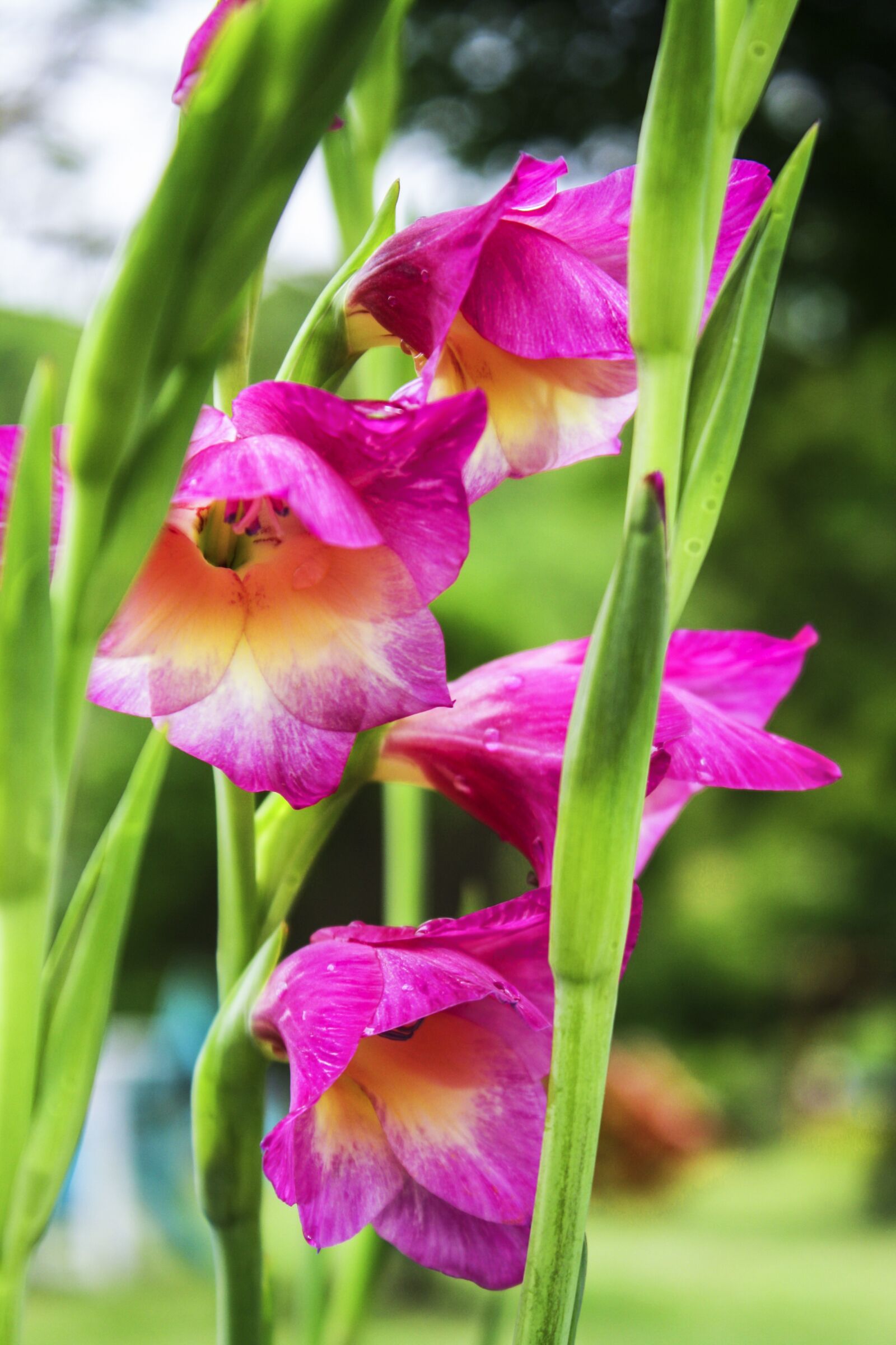 Canon EOS 1000D (EOS Digital Rebel XS / EOS Kiss F) sample photo. Pink flowers, flora, garden photography