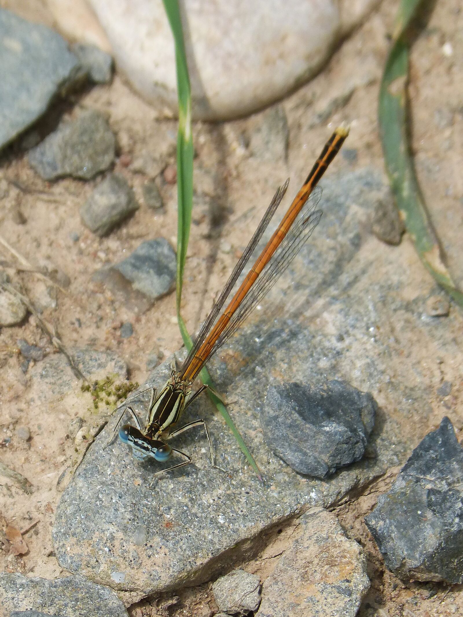 Panasonic DMC-FZ62 sample photo. Dragonfly, damselfly, coenagrionidae photography