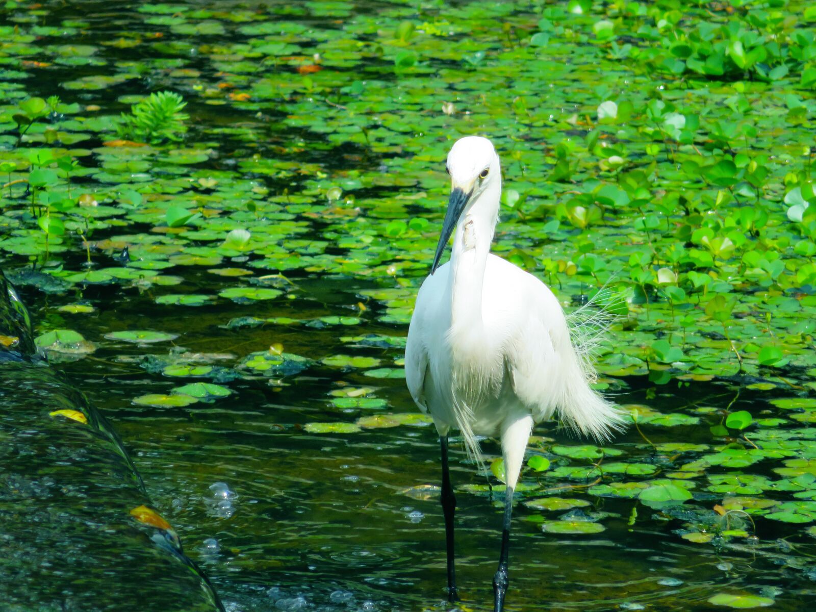 Canon PowerShot SX720 HS sample photo. Heron, white 鷺 鷥, small white 鷺 photography