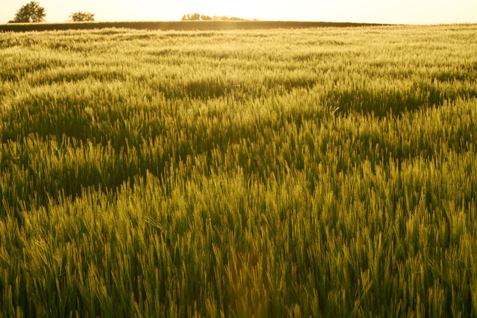 Sony a7R II sample photo. Grain, field, wheat photography