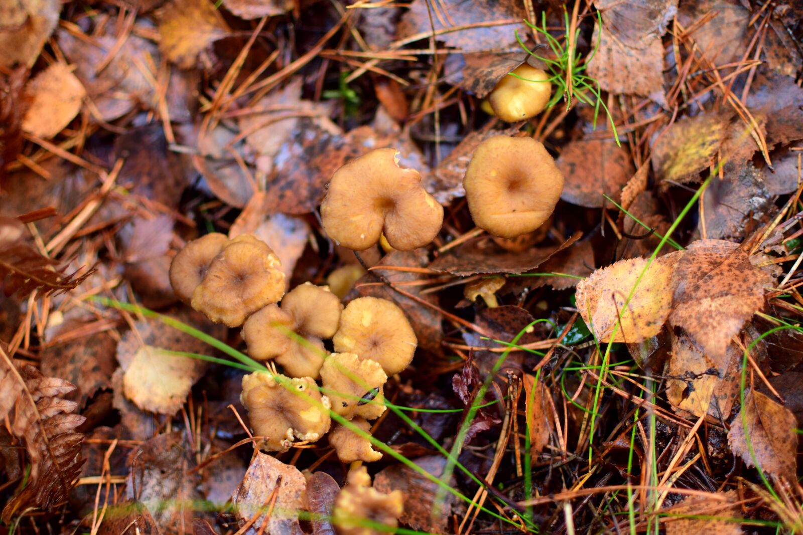Nikon D5300 sample photo. Chanterelles, funnel chanterelles, mushroom photography