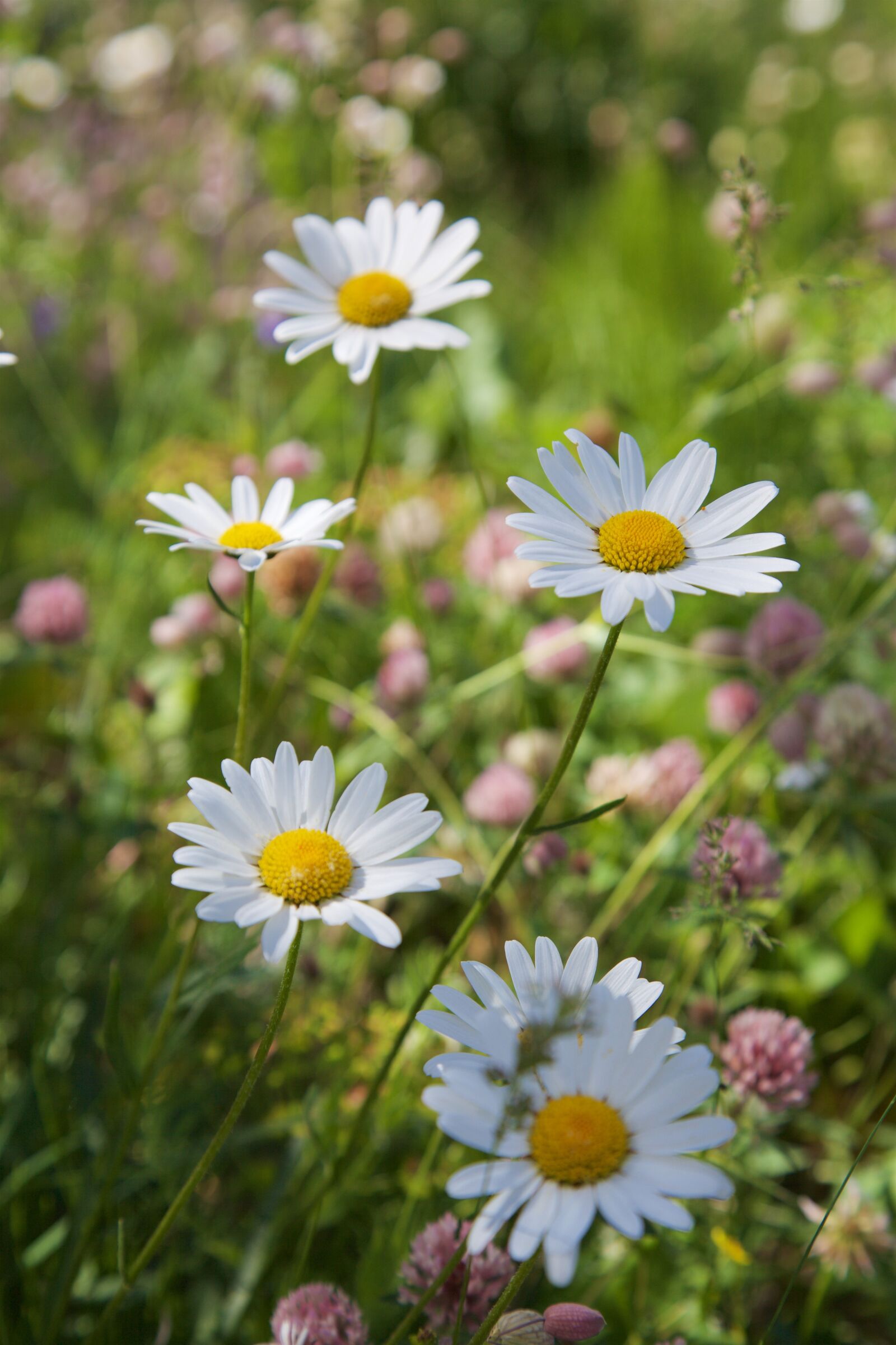 Canon EOS 5D Mark II sample photo. Chamomile, flowers, nature photography