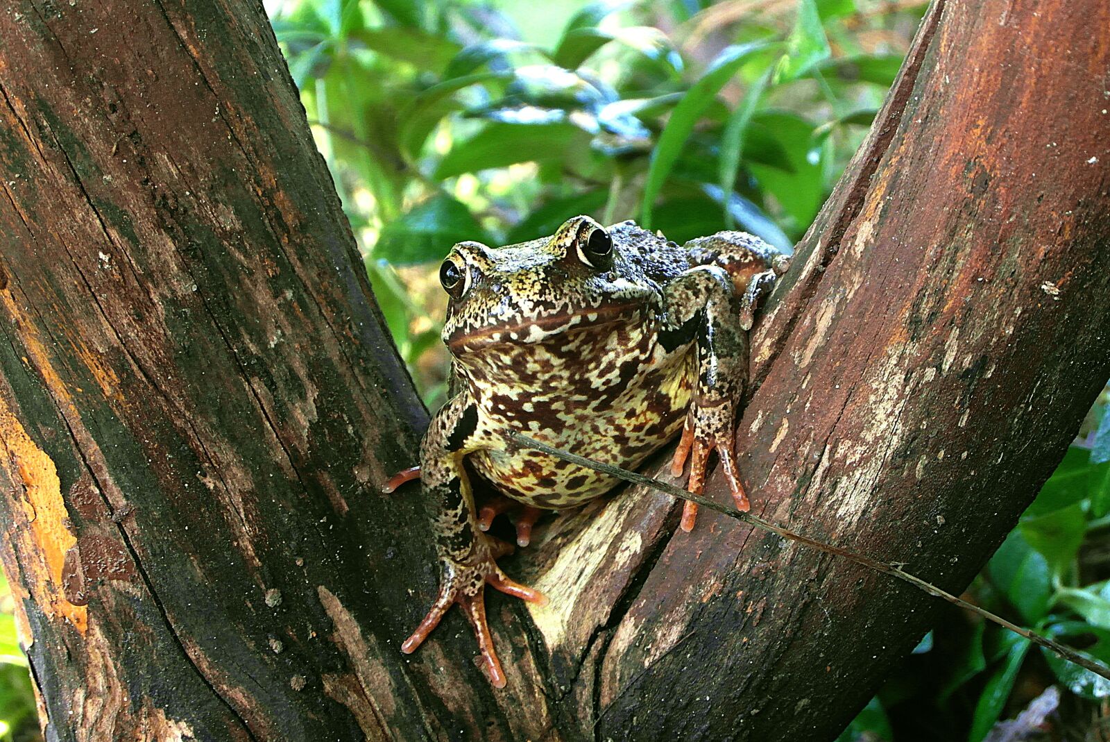 Samsung WB750 sample photo. The frog, amphibian, hyla photography