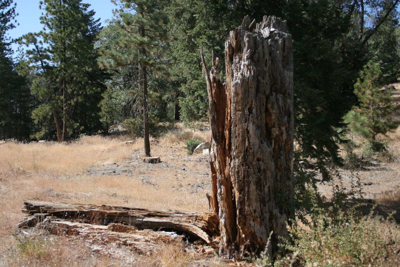 Canon EOS 20D sample photo. Old tree, dead tree photography