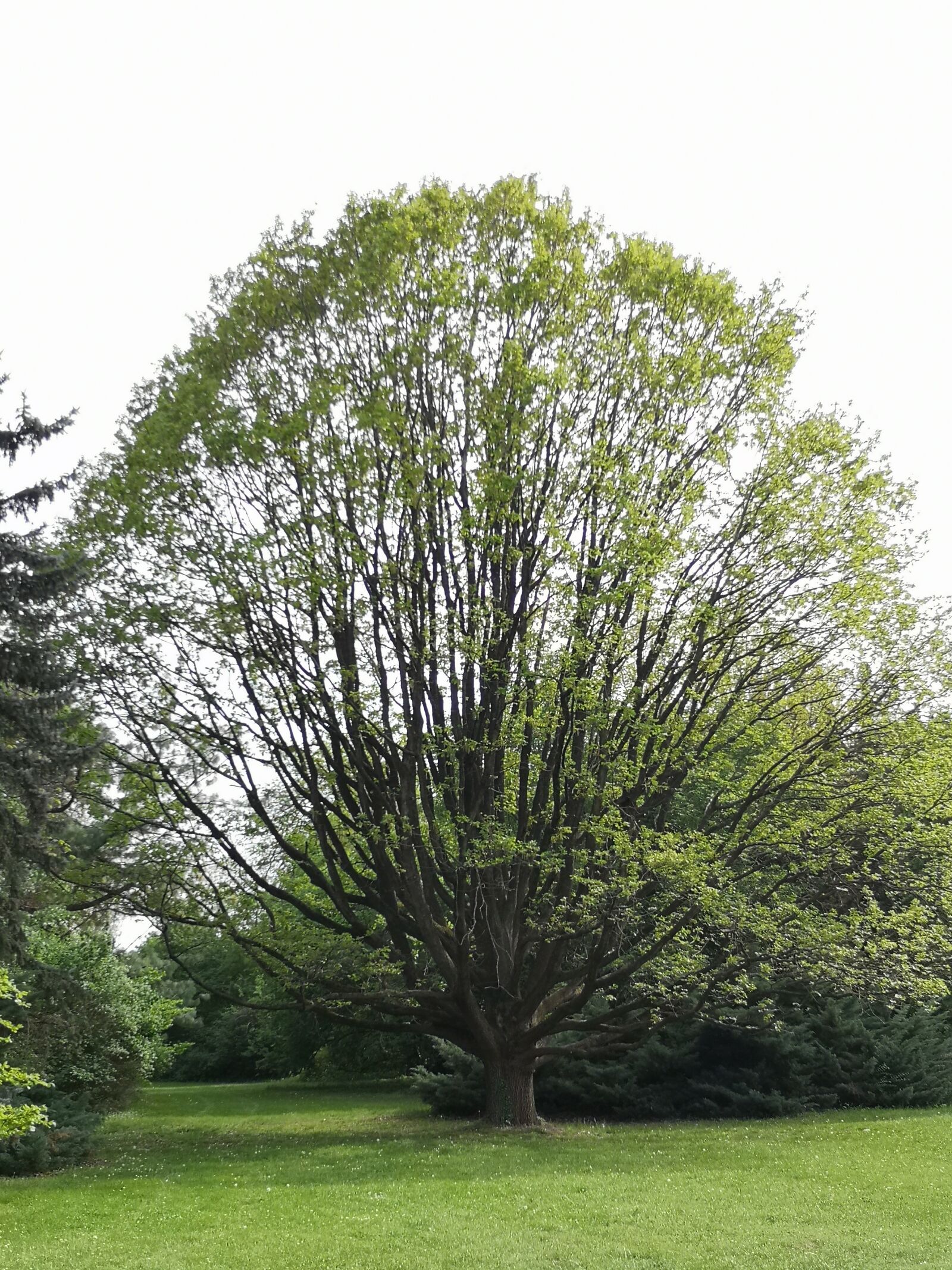HUAWEI P20 sample photo. Tree, nature, green photography