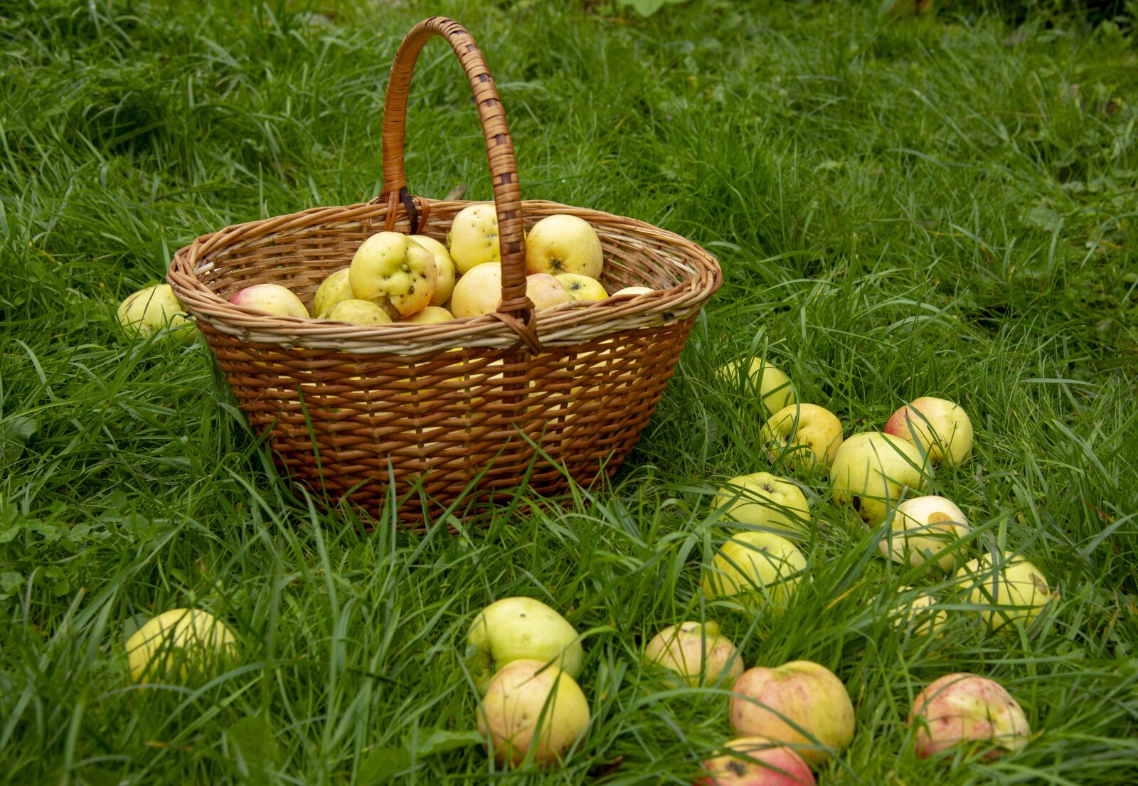 Nikon D750 sample photo. Apples, basket, harvest photography