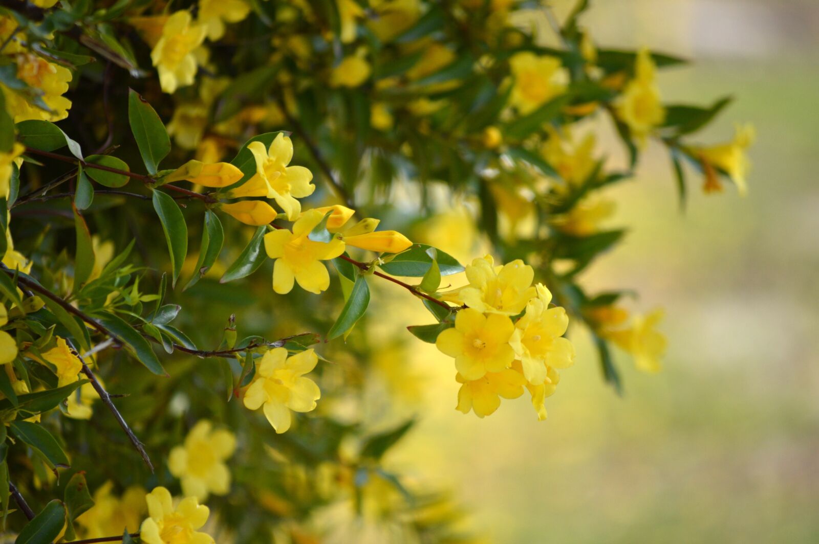 Nikon D3200 sample photo. Flowers, yellow, vine photography