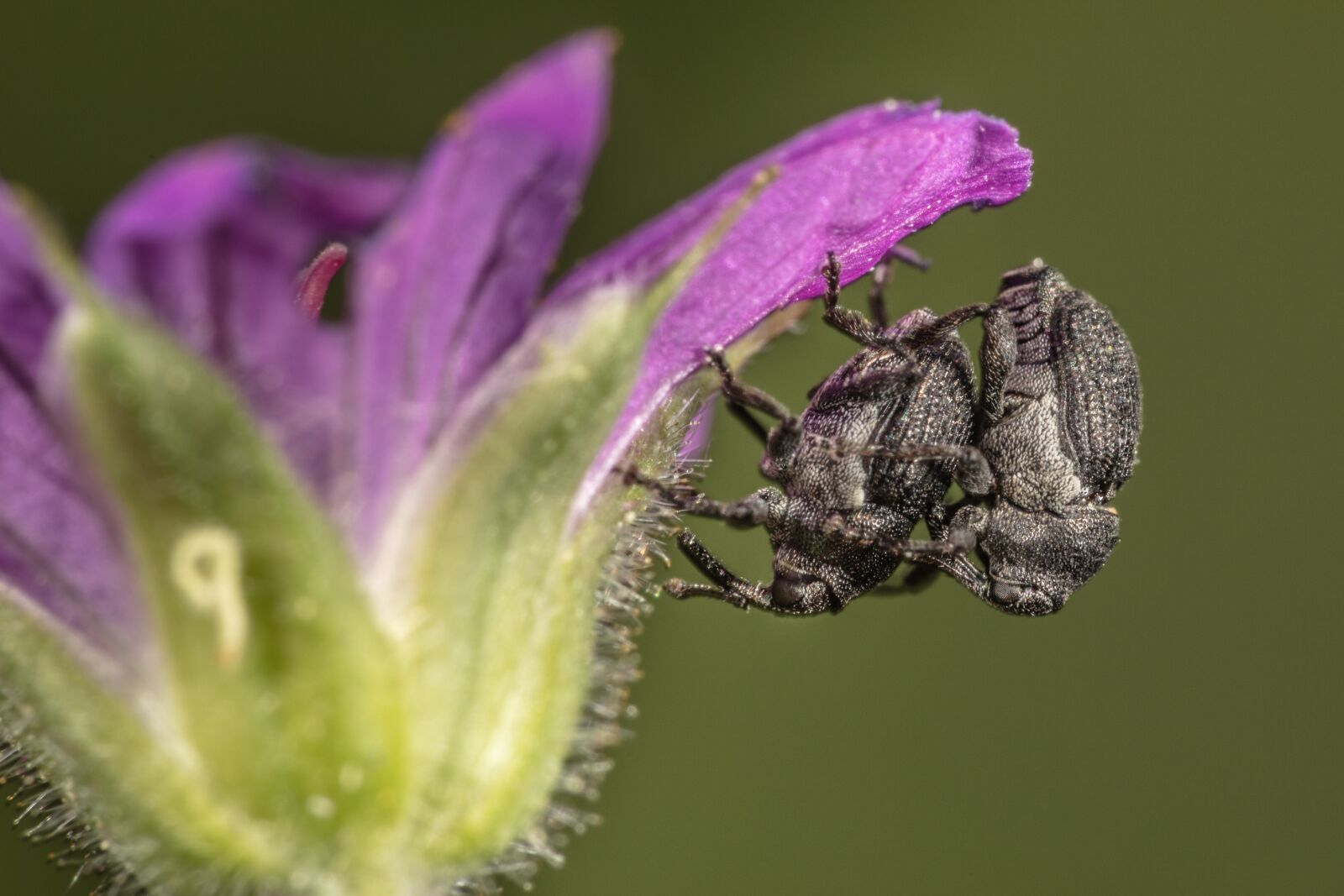 Canon EOS 5DS + Canon EF 100mm F2.8L Macro IS USM sample photo. Closeup, macro, animals photography