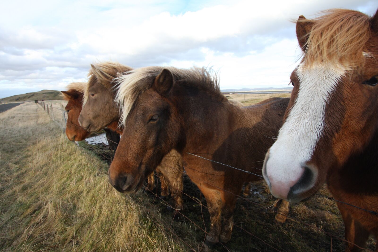 Canon EOS 40D sample photo. Horses, iceland, nature photography