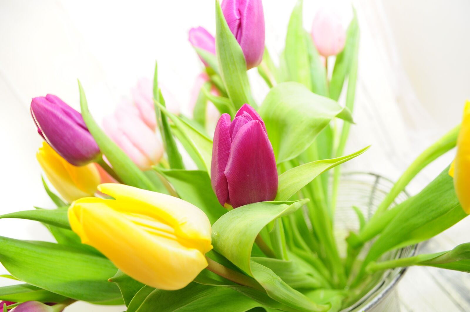 Nikon D90 sample photo. Tulips, yellow, spring photography