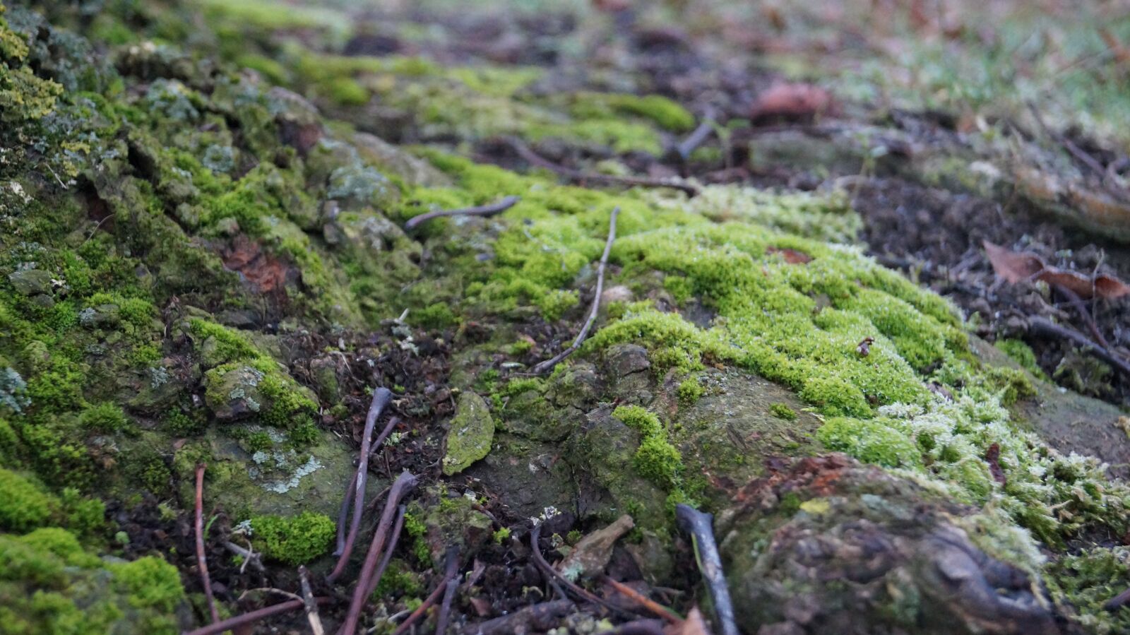 Sony DT 18-55mm F3.5-5.6 SAM II sample photo. Root, tree, moss photography
