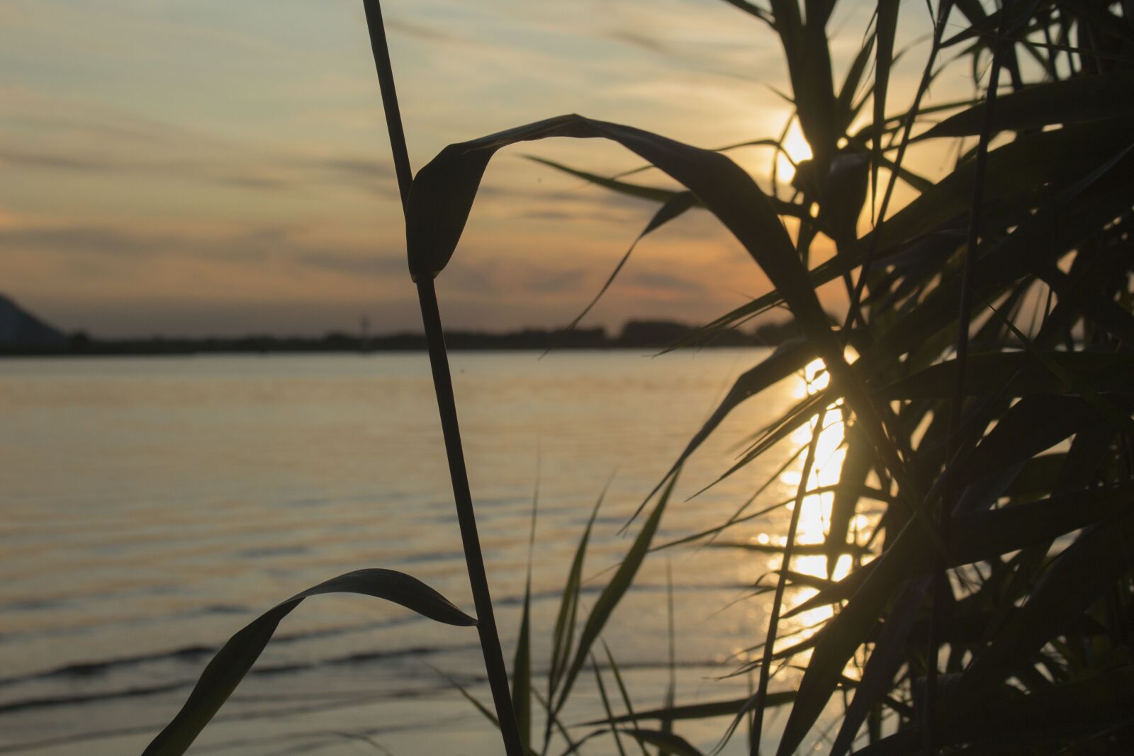 Canon EOS 700D (EOS Rebel T5i / EOS Kiss X7i) sample photo. Plant, shadow, sunset photography