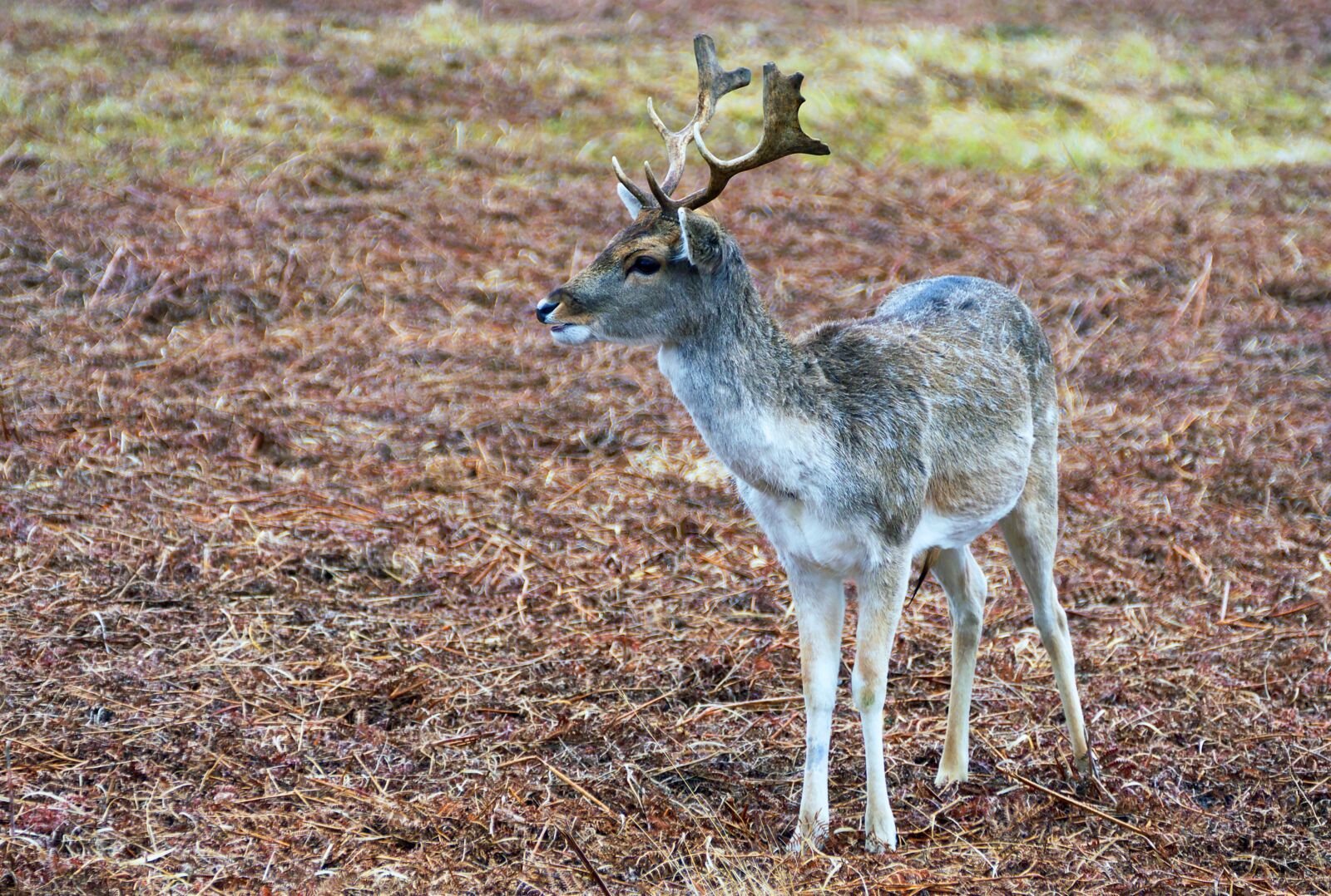 Panasonic Lumix DMC-FZ1000 sample photo. Deer, stag, red photography