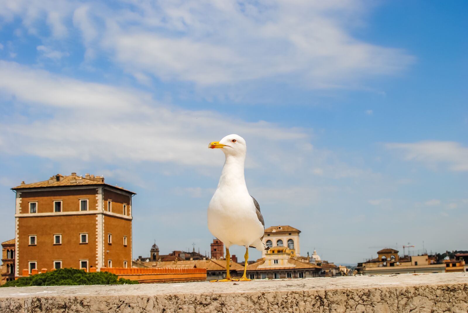 Nikon D3000 sample photo. Rome, bird, italy photography